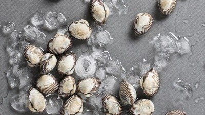 놓치면 후회! 1kg 벌교 새꼬막 초특가 후기🐚✨